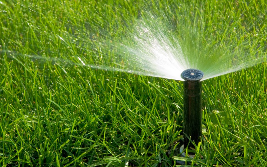 Four Important Summer Lawn Maintenance Tips