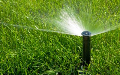 Four Important Summer Lawn Maintenance Tips