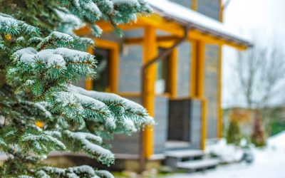 Caring for Trees in Winter